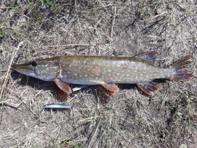 Northern Pike, 1.7 kg — Niedulis