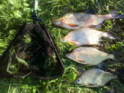 Carp bream ×4
