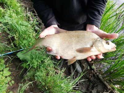 Carp bream, 1.8 kg — Sasna