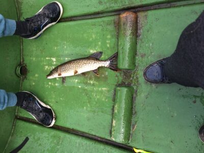 Northern Pike, 0.8 kg — Rubikių