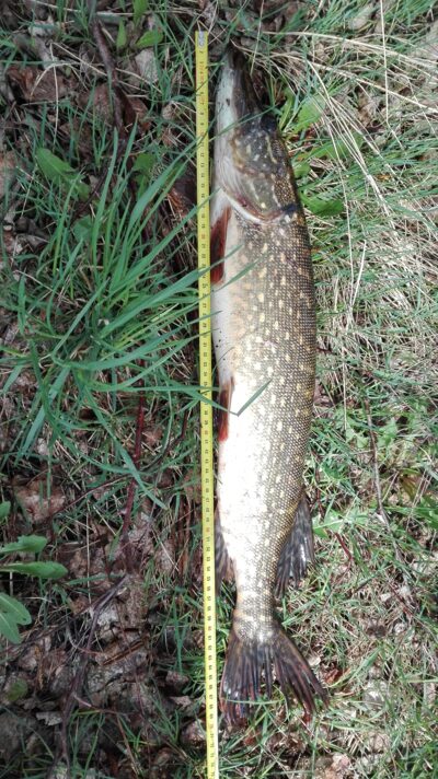 Northern Pike, 1.4 kg — Kiaunas