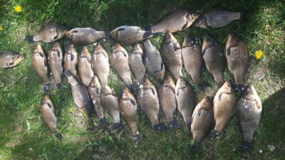 Prussian carp, 0.1 kg
