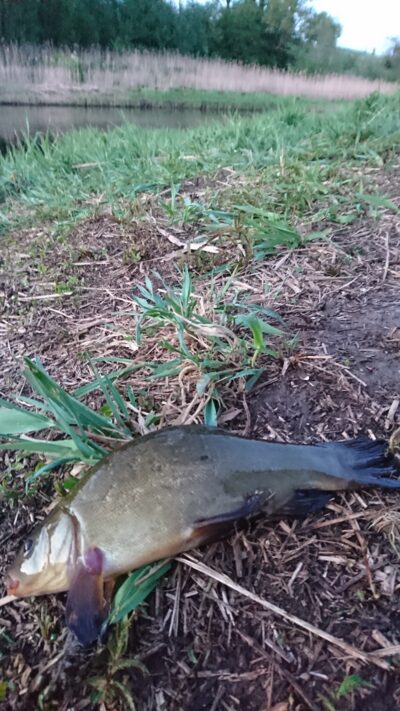 Tench