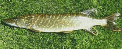 Northern Pike, 1.1 kg — Šventoji