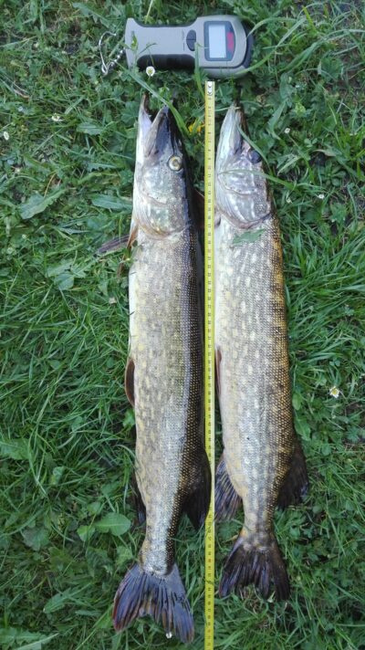 Northern Pike ×2 — Kiaunas