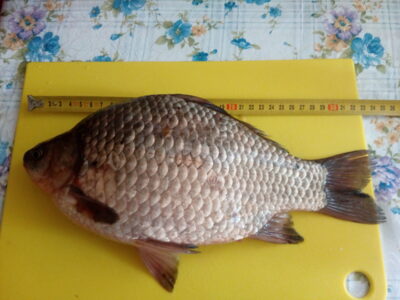 Prussian carp, 1.2 kg — Puorių