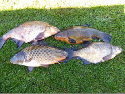 Tench, 1.8 kg