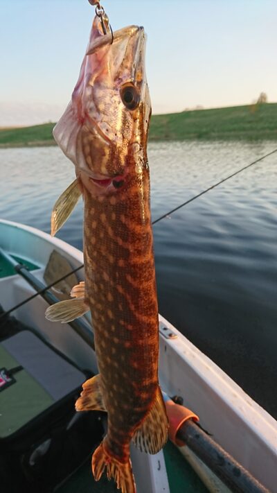 Northern Pike