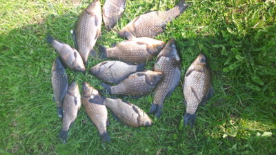 Prussian carp