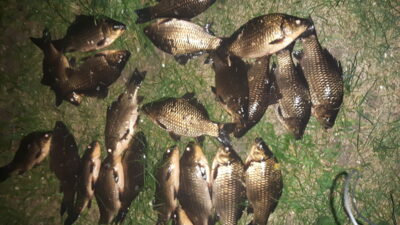 Prussian carp