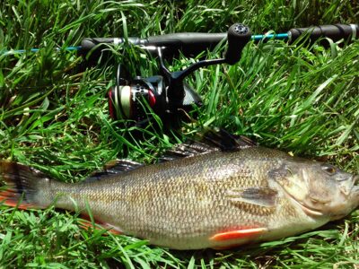 Eurasian perch — Skirvytė