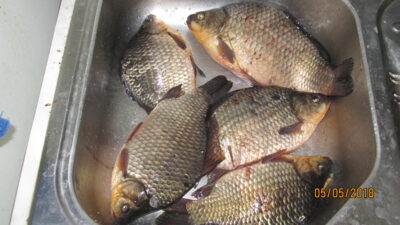 Prussian carp ×5