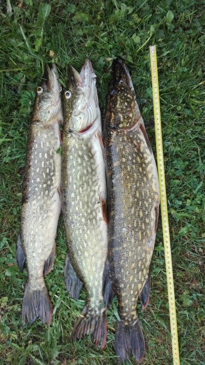 Northern Pike ×3 — Ūsiai