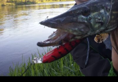 Northern Pike, 1.4 kg — Neris River