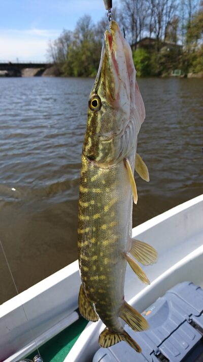 Northern Pike