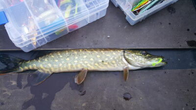 Northern Pike — Arinas