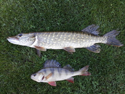 Northern Pike, 1.0 kg