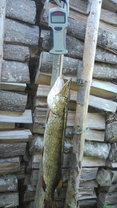 Northern Pike, 1.3 kg