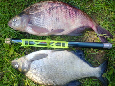 Carp bream