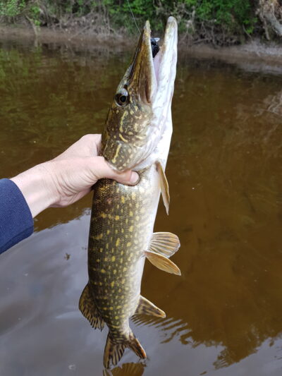 Northern Pike