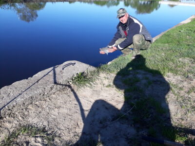 Carp bream, 1.3 kg