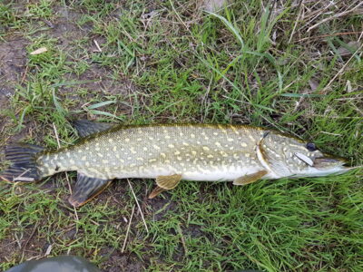 Northern Pike