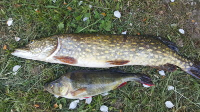 Northern Pike, 1.2 kg — Arinas