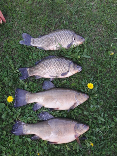 Prussian carp, 1.6 kg — Vėjinės