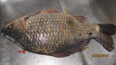 Prussian carp, 0.8 kg