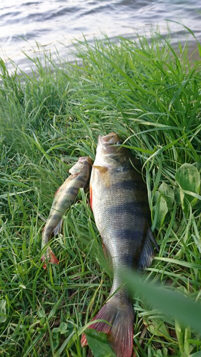 Eurasian perch ×2
