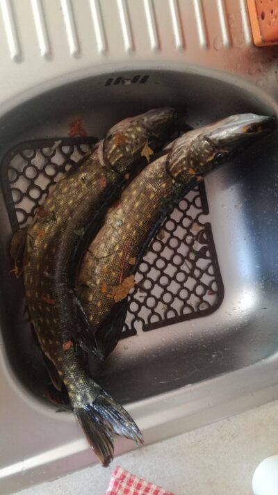 Northern Pike ×2 — Virinta