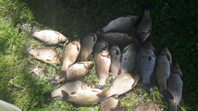 Prussian carp