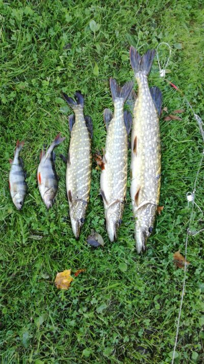 Northern Pike ×3 — Suojys