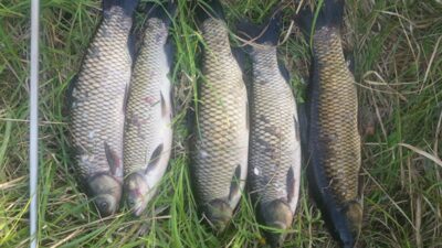 Grass carp ×5