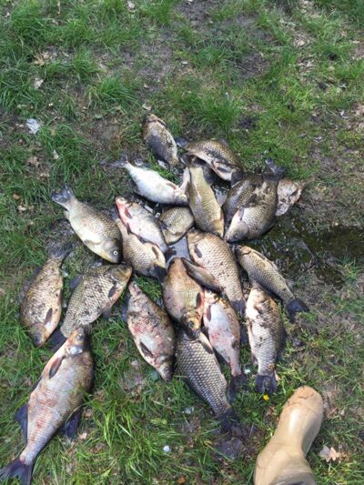 Prussian carp ×25 — Kaunas reservoir