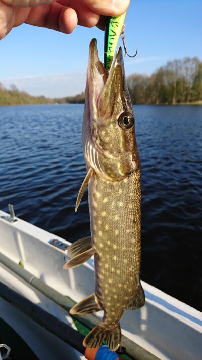 Northern Pike