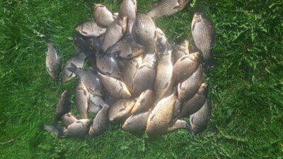 Prussian carp