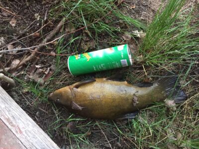 Tench