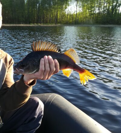 Eurasian perch