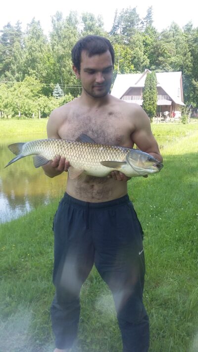 Silver carp, 6.0 kg
