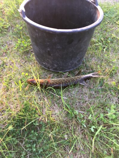 Northern Pike, 0.2 kg — Leliūnų