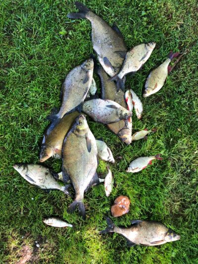 Carp bream ×6