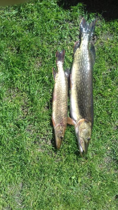 Northern Pike ×2