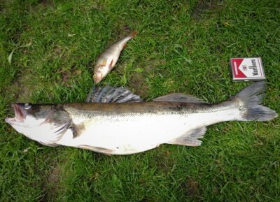 Pike perch, 3.1 kg