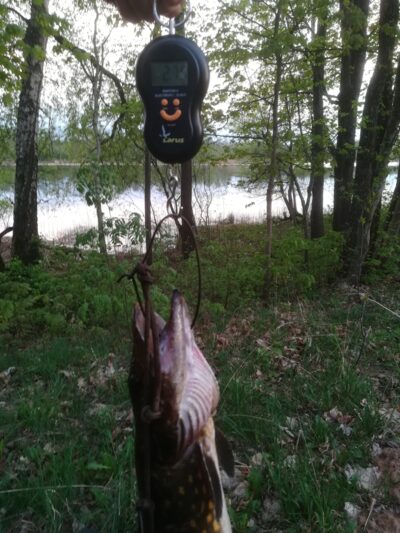 Northern Pike, 2.7 kg