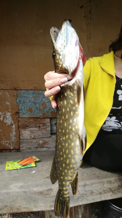 Northern Pike, 1.0 kg