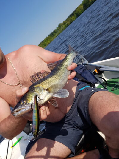 Pike perch