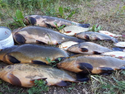 Tench