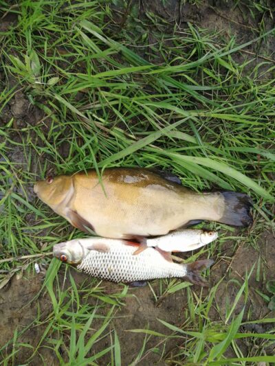 Tench, 0.6 kg
