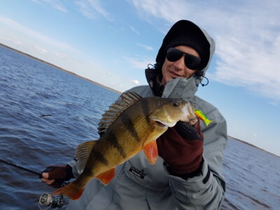 Eurasian perch, 0.8 kg